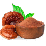 What Is Ganoderma Lucidum? Reishi Mushroom