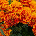 What Is Lutein – FloraGLO®? Special Ingredient in MV Miracle Gourmet Coffee