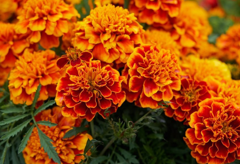 What Is Lutein – FloraGLO®? Special Ingredient in MV Miracle Gourmet Coffee